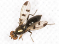 Geomyza tripunctata